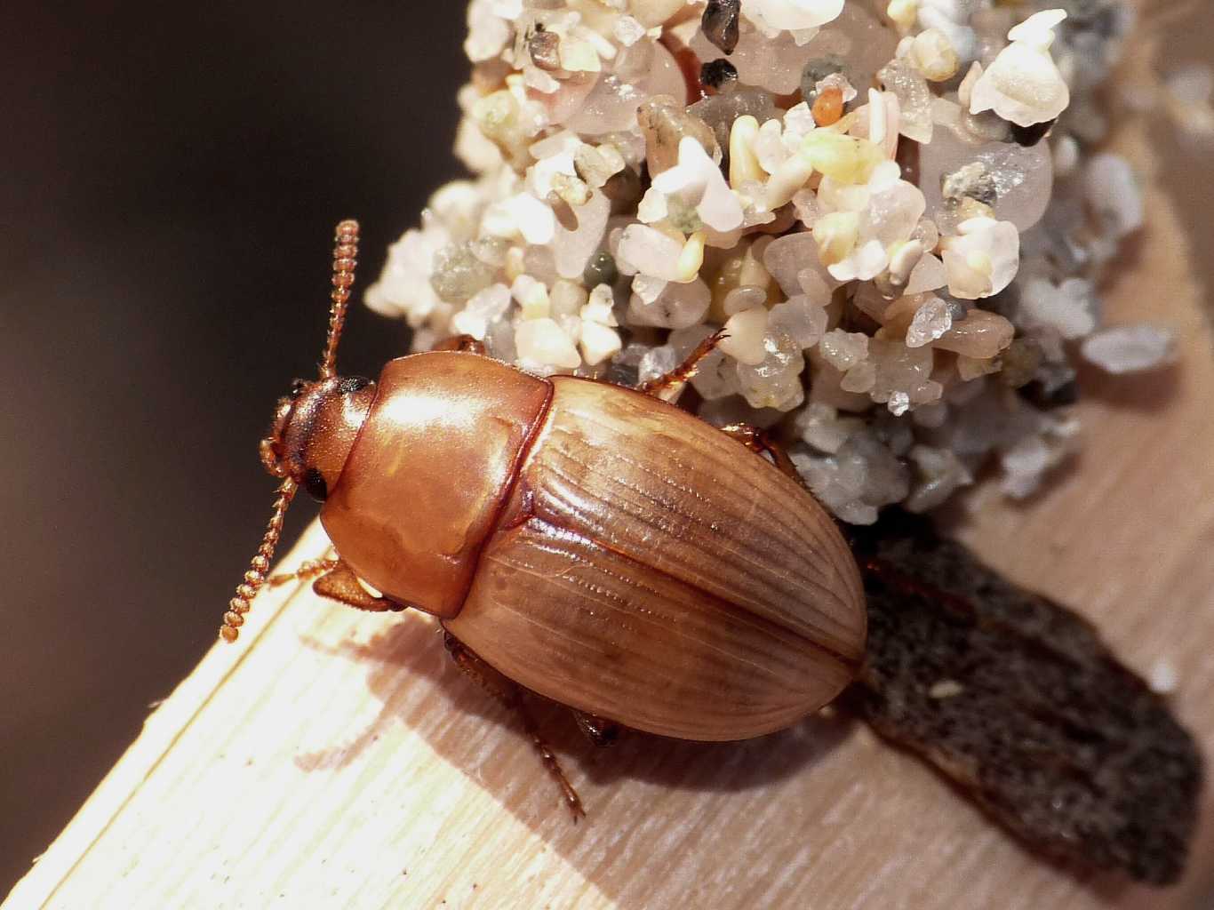 Phaleria reveillerei: variazioni